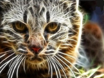 ccecep, fractal, kitty HD wallpaper