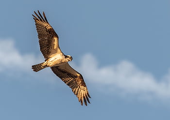 Captivating of an osprey soaring ly against a clear blue sky. HD wallpaper