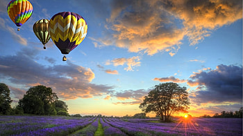 Air Baloons Over Lavender Field, purple, lavender, fields, nature, orange, sunset, air baloons HD wallpaper
