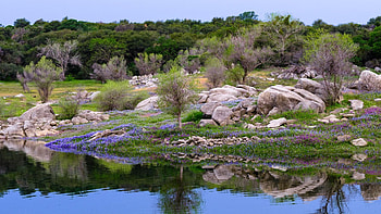 Folsom Lake, California, with spring blooms by the shoreline, lupine, trees, landscape, vetch, rocks, water, usa, reflections HD wallpaper
