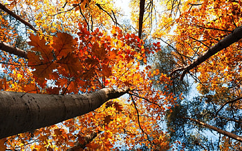 Autumn Tree Leaves, leaves, color, autumn, sky, tree HD wallpaper