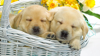 Animals, Flowers, To Lie Down, Lie, Basket, Puppies, Labradors HD wallpaper