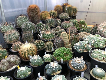 POTTED CACTI, PLANTS, POTTED, CACTUS HD wallpaper