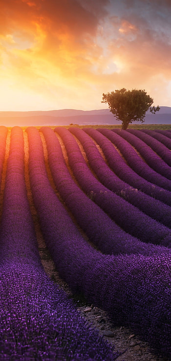 Earth lavender, Lavender fields, Nature's wonders HD phone wallpaper