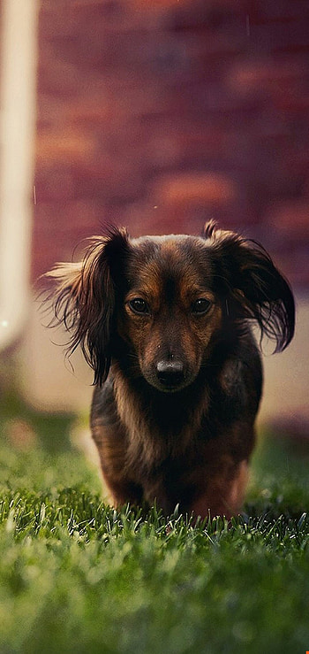 Papillon Dog, Pet , Best pet HD phone wallpaper