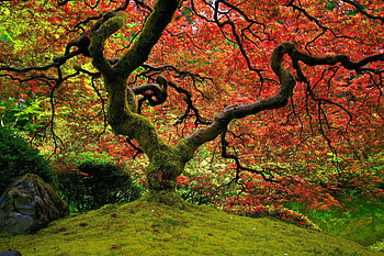 Nature, Bright, Wood, Tree, Crown, Krone, Color, Colors, Moss, Sinuous, Twisted HD wallpaper