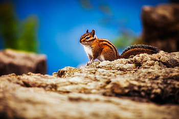 Chipmunk, chipmunks, animals HD wallpaper