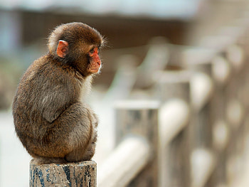 Monkey, cool, cute HD wallpaper