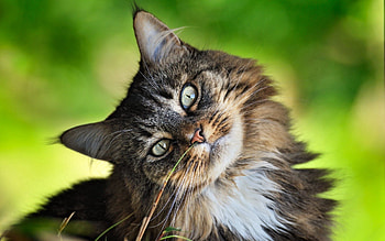 Animals, Cat, Fluffy, Muzzle, Playful HD wallpaper