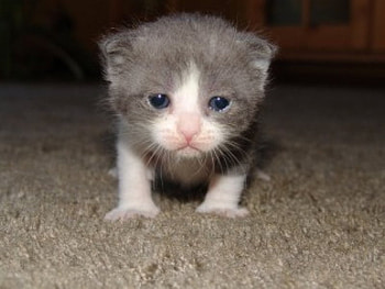 cat baby, animal, meow, cat, lion, small HD wallpaper