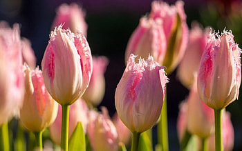 Tulips, flowers, spring, macro HD wallpaper