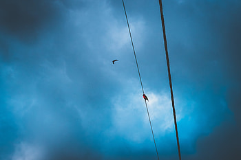 Nature, Birds, Sky, Clouds, Wires, Wire HD wallpaper