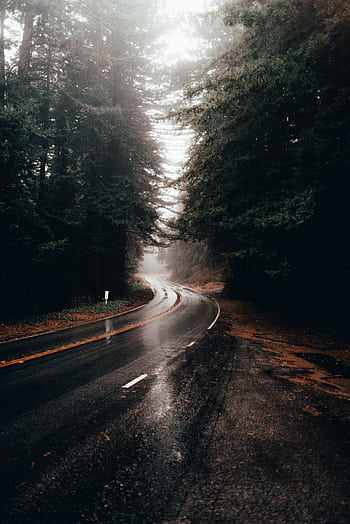 A winding road through a misty forest, capturing the serene and moody atmosphere of autumn. HD phone wallpaper