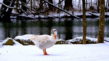 Snowy river scene, Goose in the snow, stock video, Tranquil landscape HD wallpaper