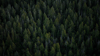 Majestic forest views, Pristine nature, Breathtaking landscapes, Serene beauty HD wallpaper