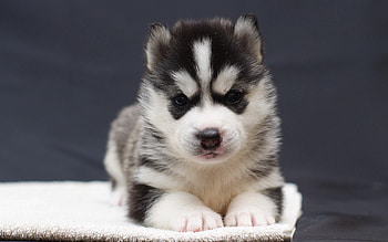 Animals, Muzzle, Sight, Opinion, Nice, Sweetheart, Puppy HD wallpaper