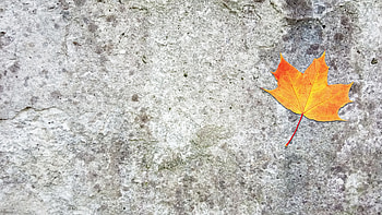 Autumn foliage, Concrete surface, Falling leaf, Stock video HD wallpaper