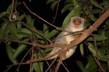 Common spotted cuscus, Spilocuscus maculatus, Fascinating marsupial, Wildlife graphy HD wallpaper