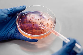Laboratory close-up of hands in gloves holding a petri dish with pink liquid using a pipette. HD wallpaper
