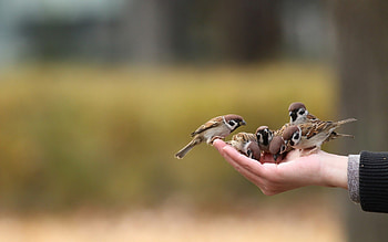 World Sparrow Day, Ultra high definition, , Smart HD wallpaper