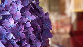 Purple hydrangea, Nature's beauty, Floral elegance, Vibrant colors HD wallpaper