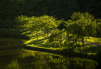 Nature, Trees, Lake, Park, Virginia HD wallpaper