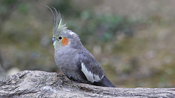 Cute bird, Cockatiel portrait, , background HD wallpaper
