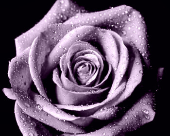 Purple Open Rose, rose, purple, purple rose, open rose HD wallpaper