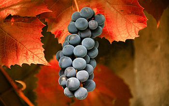 Food, Leaves, Grapes, Branch, Fruit HD wallpaper