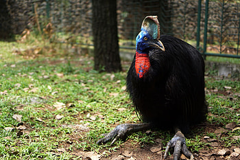 Cassowary farming experiences, Avian farmer's perspective, Poultry industry insights, Unique occupation HD wallpaper