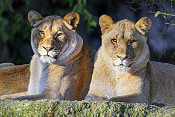 Animals, Predator, Big Cat, Sight, Opinion, Lioness, Animal, Wild HD wallpaper