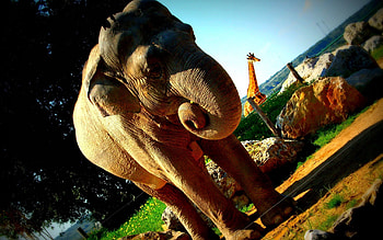 Animals, Huge, Giraffe, Elephant, Reserve HD wallpaper