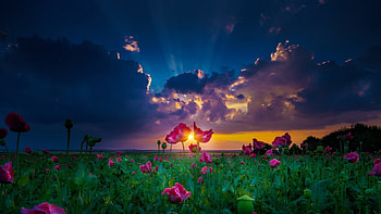 gorgeous flowers at sunset, clouds, flowers, field, sunset HD wallpaper
