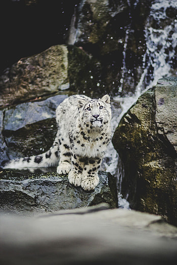 Snow Leopard, At a zoo HD phone wallpaper