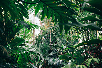Plants, Flowers, Greenhouse, Botanical Garden, Botanic Gardens HD wallpaper