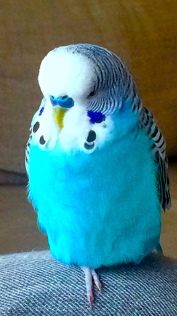 Cute Blue, Blue Love Bird HD phone wallpaper