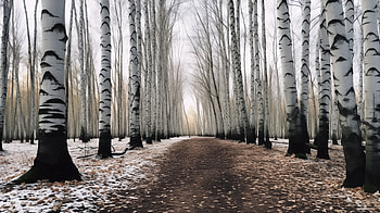 Enchanting Birch Forest Path, forest, nature, birch HD wallpaper