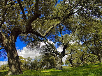 blue sky, blue, bright, clouds, trees, sky, nature, grass, spring HD wallpaper