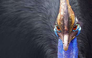 Animals, Feather, Bird, Beak, Peacock HD wallpaper