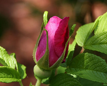 *** It's just a beautiful flower bud ***, pink, color, bud, nature, flowers HD wallpaper