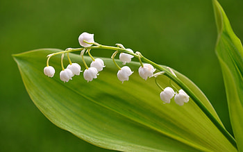 Wide-screen , Lily of the valley beauty, Nature's enchanting wonder, Visual splendor HD wallpaper