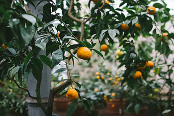 Oranges, Food, Tangerines, Wood, Tree, Branches HD wallpaper