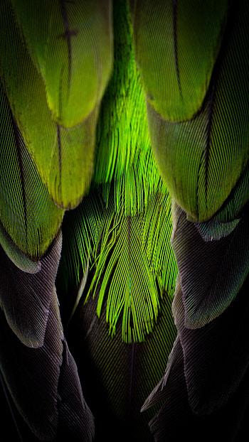 Feather, Macro, Color, Grey, Pen HD phone wallpaper