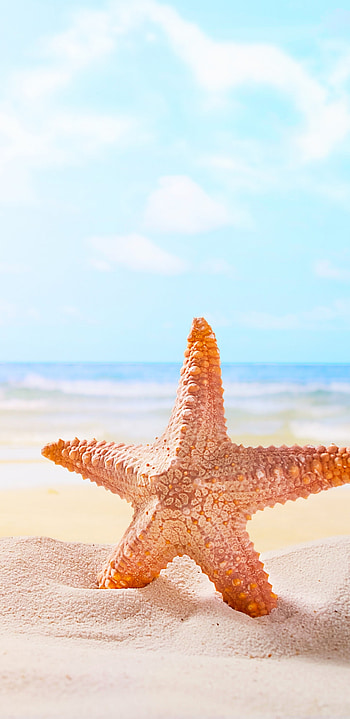 Sand starfish beach , Samsung Galaxy S8 HD phone wallpaper