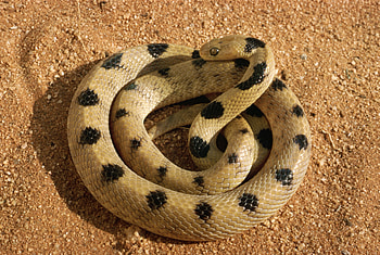 Animals, Sand, Snake, Bend, Crushed Stone, Rubble HD wallpaper