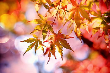 Close-up of colorful maple leaves in autumn, glowing in bright sunlight with a blurred background. HD wallpaper