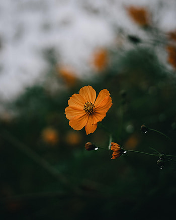 Flowers, Macro, Petals, Focus HD phone wallpaper