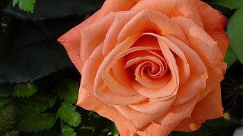 Orange rose, Macro, Flower, Rose, Petals HD wallpaper