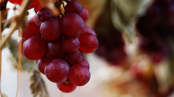 Food, Grapes, Branch, Fruit HD wallpaper