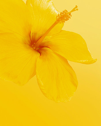 Flowers, Flower, Minimalism, Bloom, Flowering, Hibiscus HD phone wallpaper